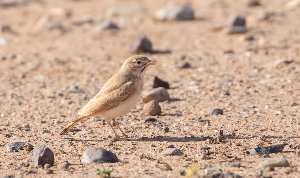 Bar-tailed Lark - ML628041773