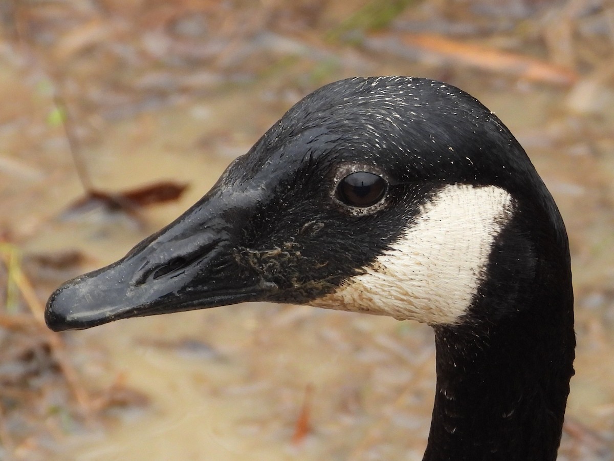 Canada Goose - ML628041776