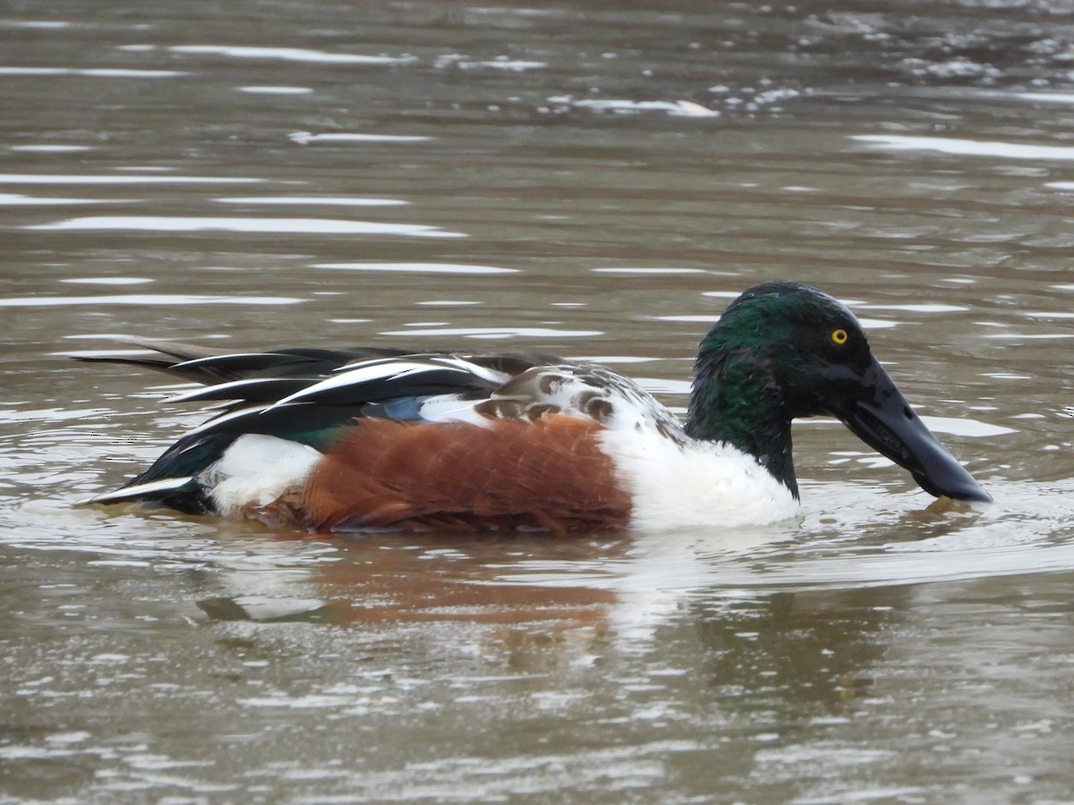 Northern Shoveler - ML628041778