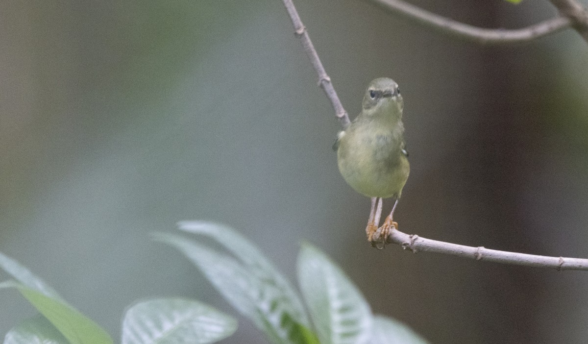 Black-throated Blue Warbler - ML628041800