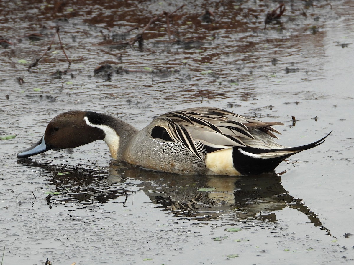 Northern Pintail - ML628041801