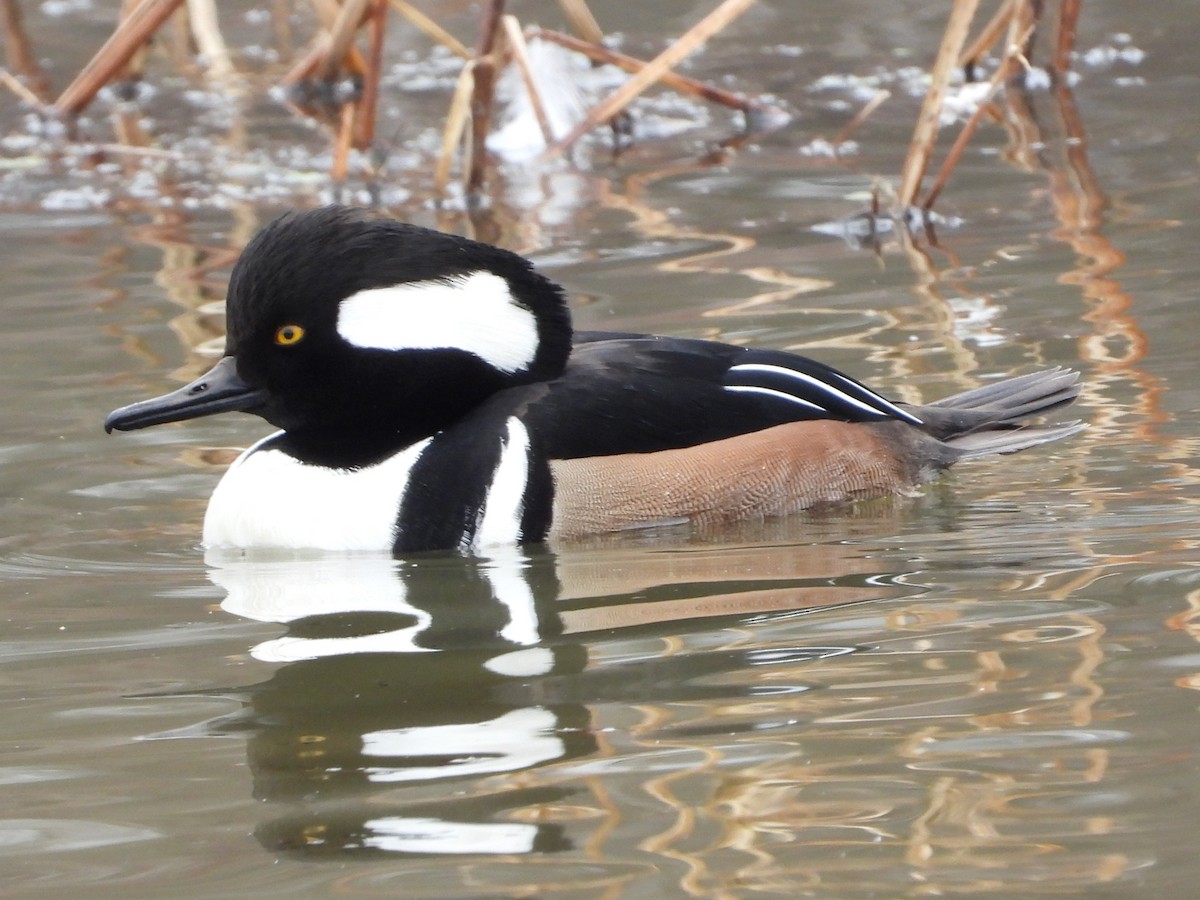 Hooded Merganser - ML628041806