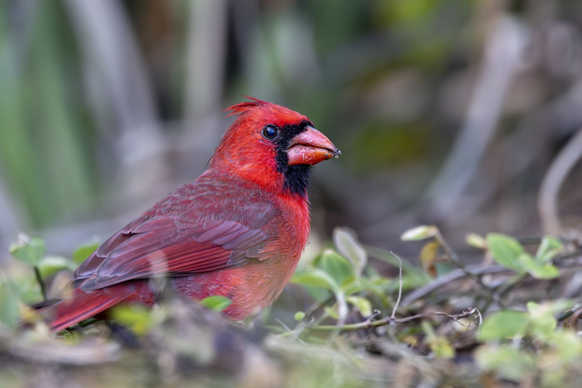 Northern Cardinal - ML628041807