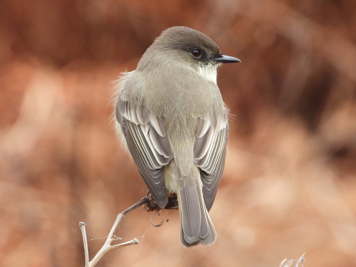 Eastern Phoebe - ML628041816