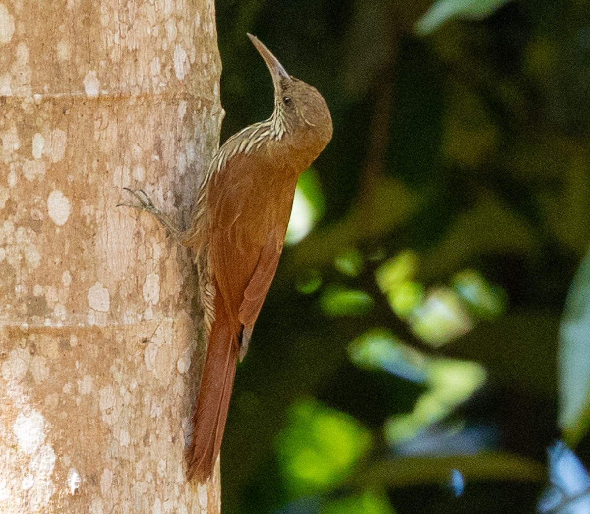 Dusky-capped Woodcreeper (Layard's) - ML628041818
