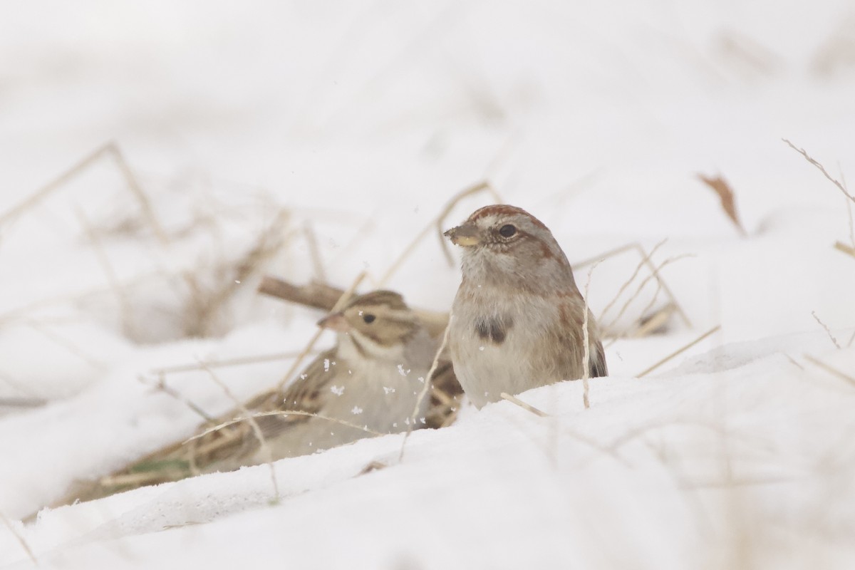 American Tree Sparrow - ML628041897