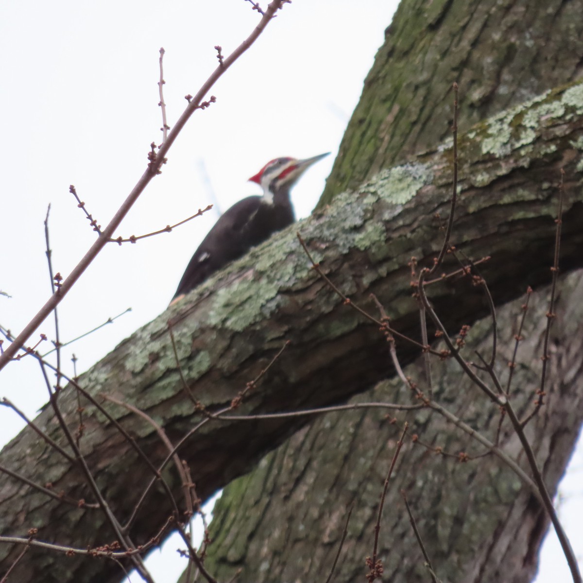 Pileated Woodpecker - ML628041898