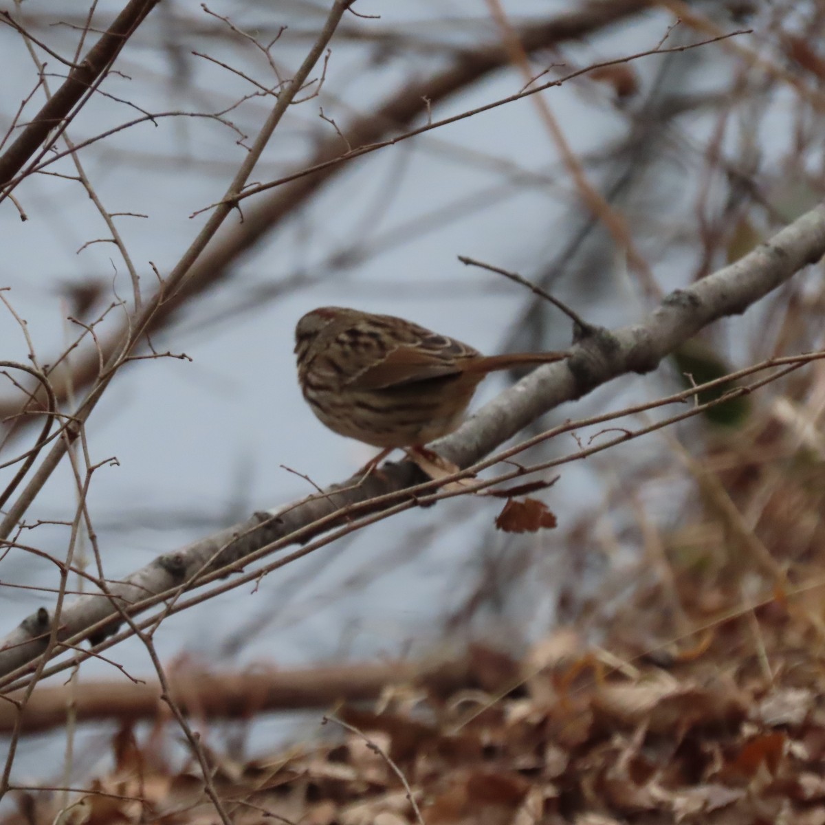 Song Sparrow (melodia/atlantica) - ML628041909