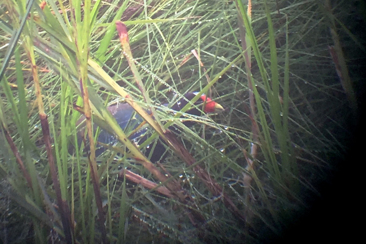 Purple Gallinule - ML62804191