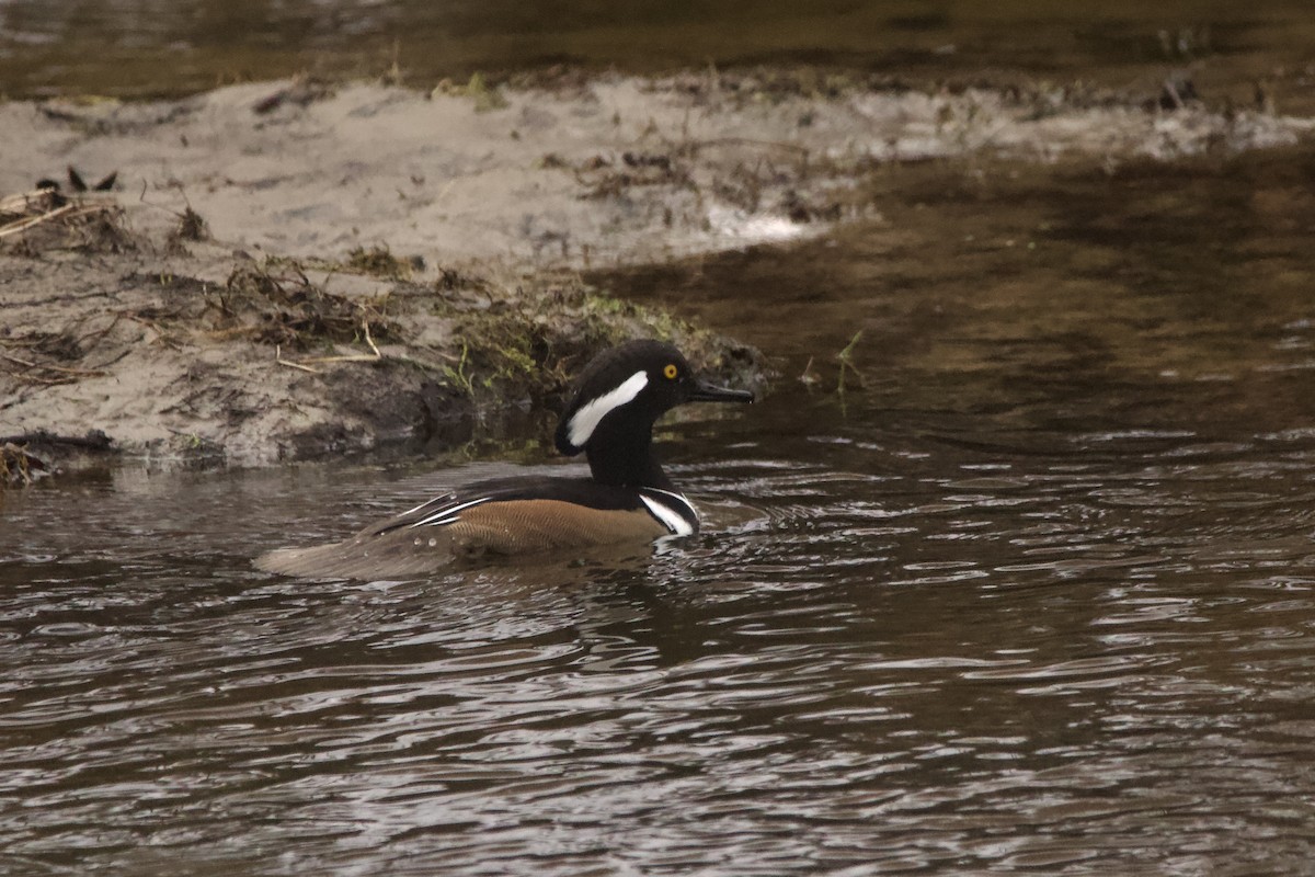 Hooded Merganser - ML628041996