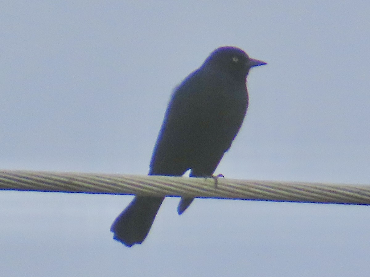 Brewer's Blackbird - ML628042056