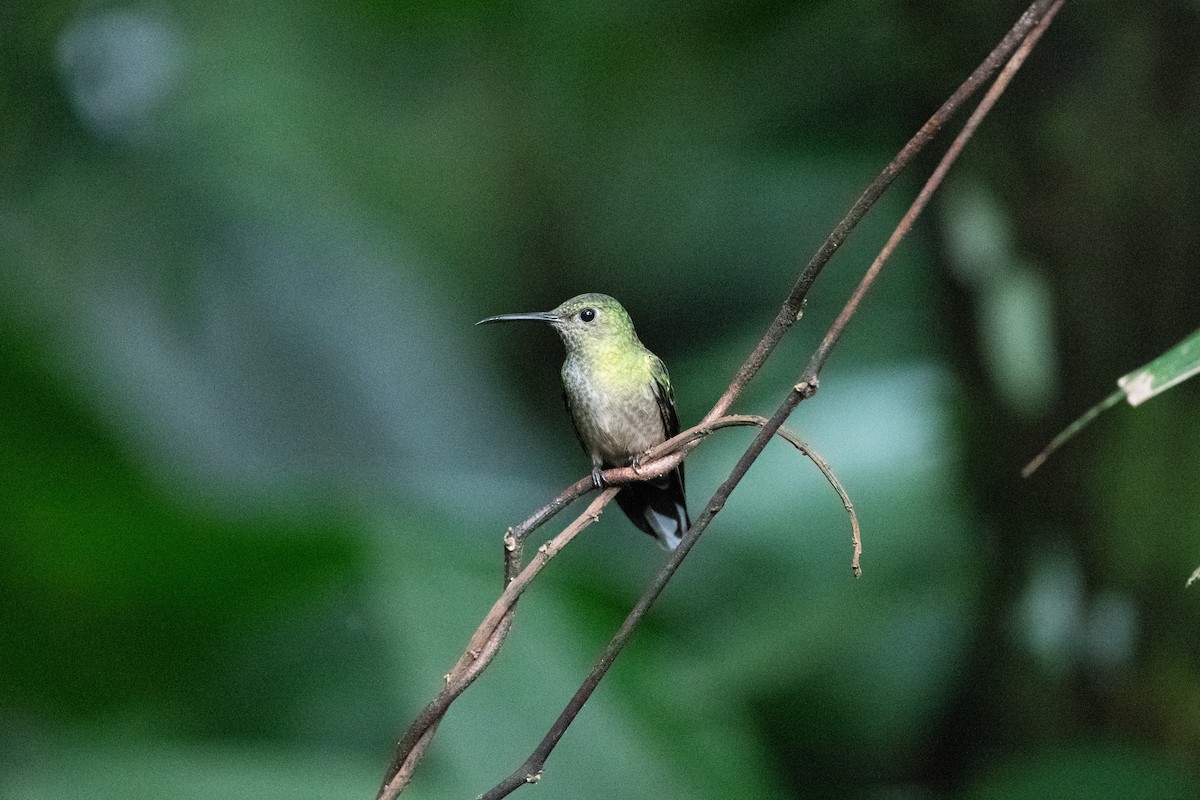 skjellbrystkolibri - ML628042134