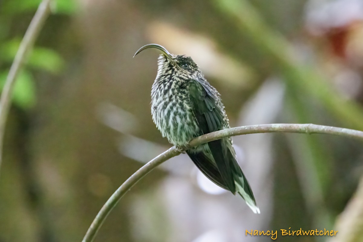 White-tipped Sicklebill - ML628042215