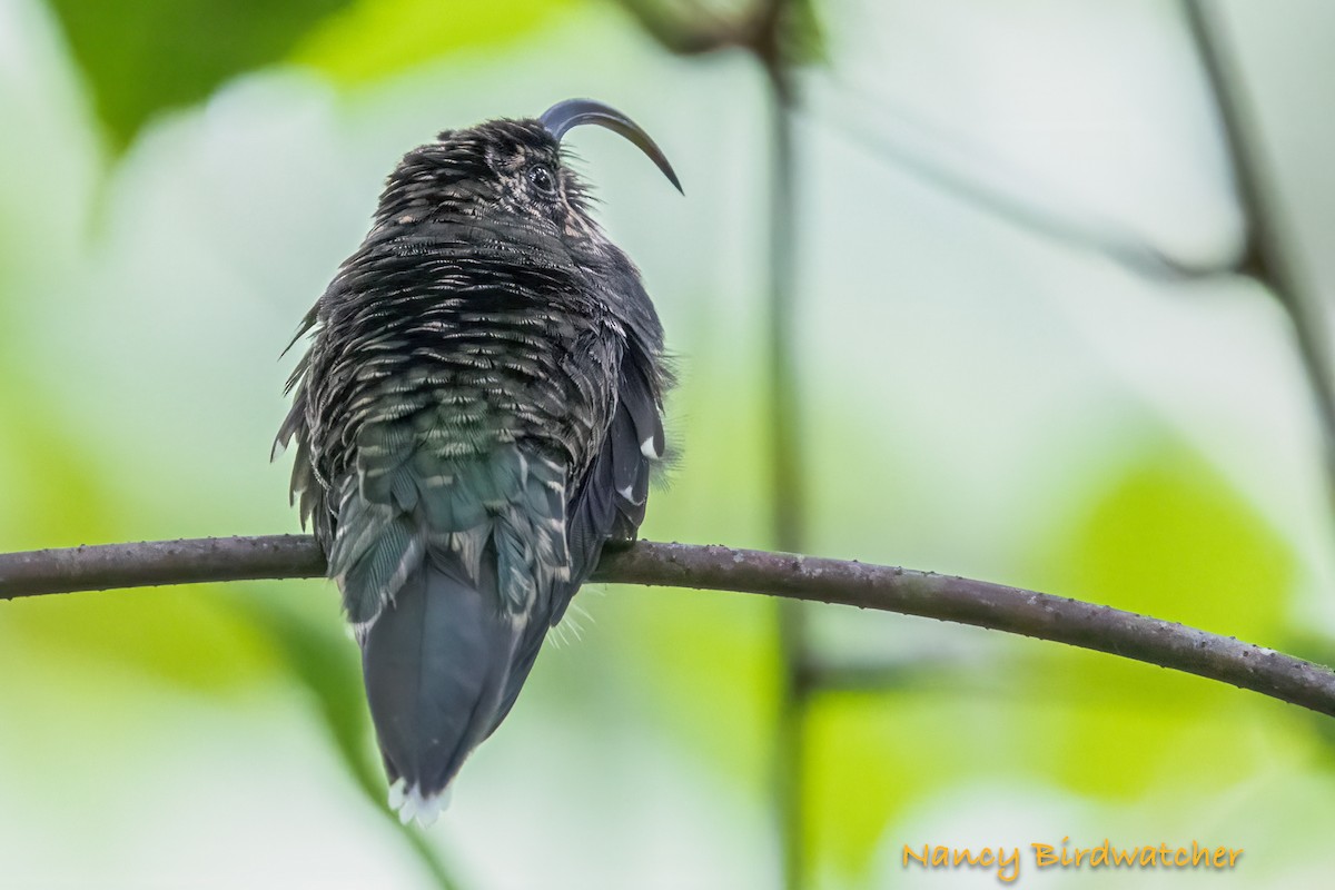 White-tipped Sicklebill - ML628042219