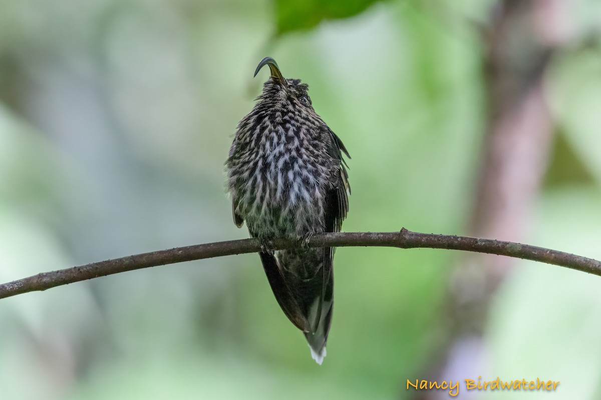 White-tipped Sicklebill - ML628042221