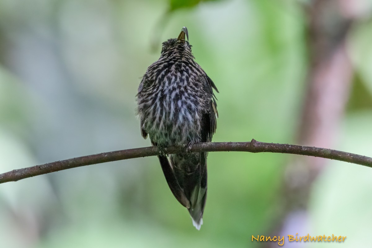 White-tipped Sicklebill - ML628042222