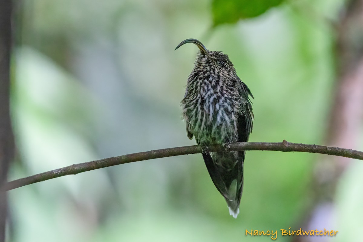 White-tipped Sicklebill - ML628042223