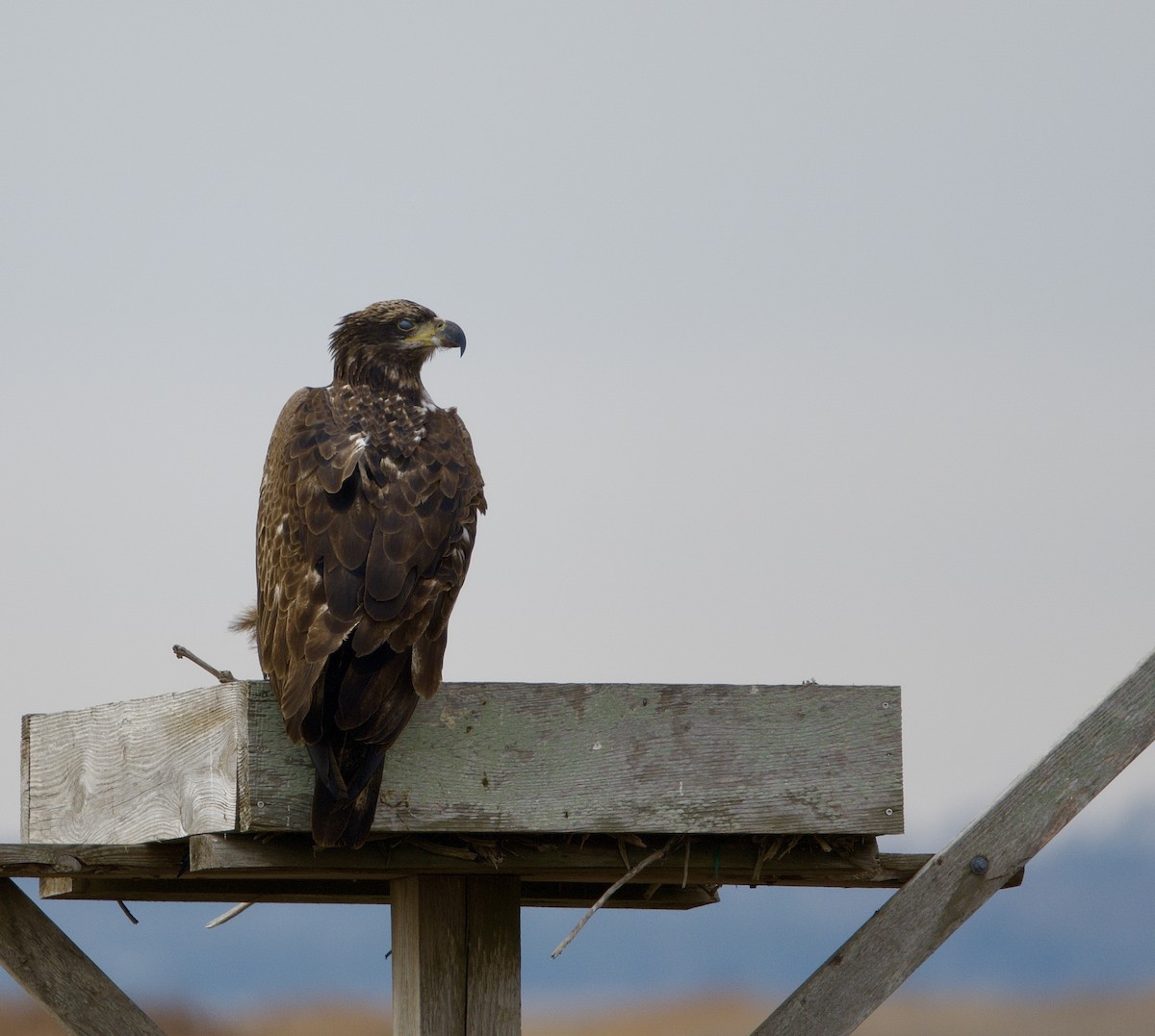 Bald Eagle - ML628042271