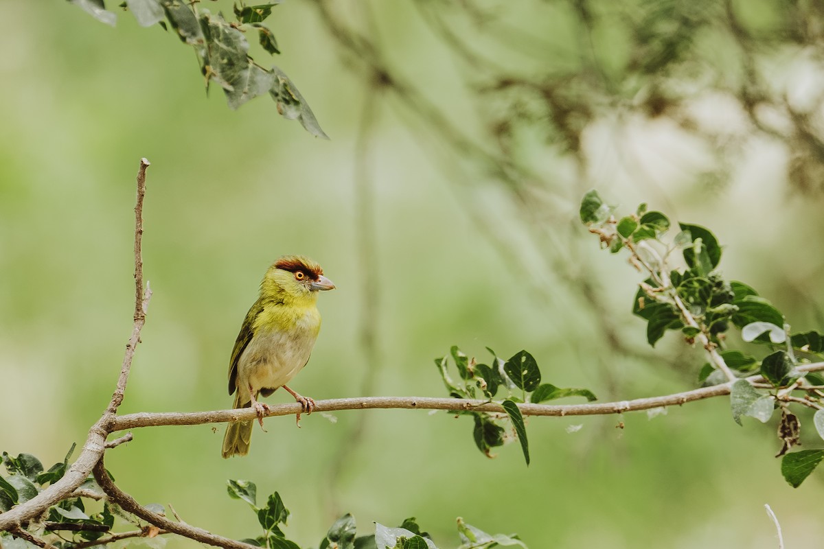 Rufous-browed Peppershrike - ML628042289