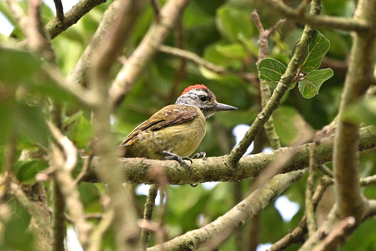 Speckle-breasted Woodpecker - ML628042296