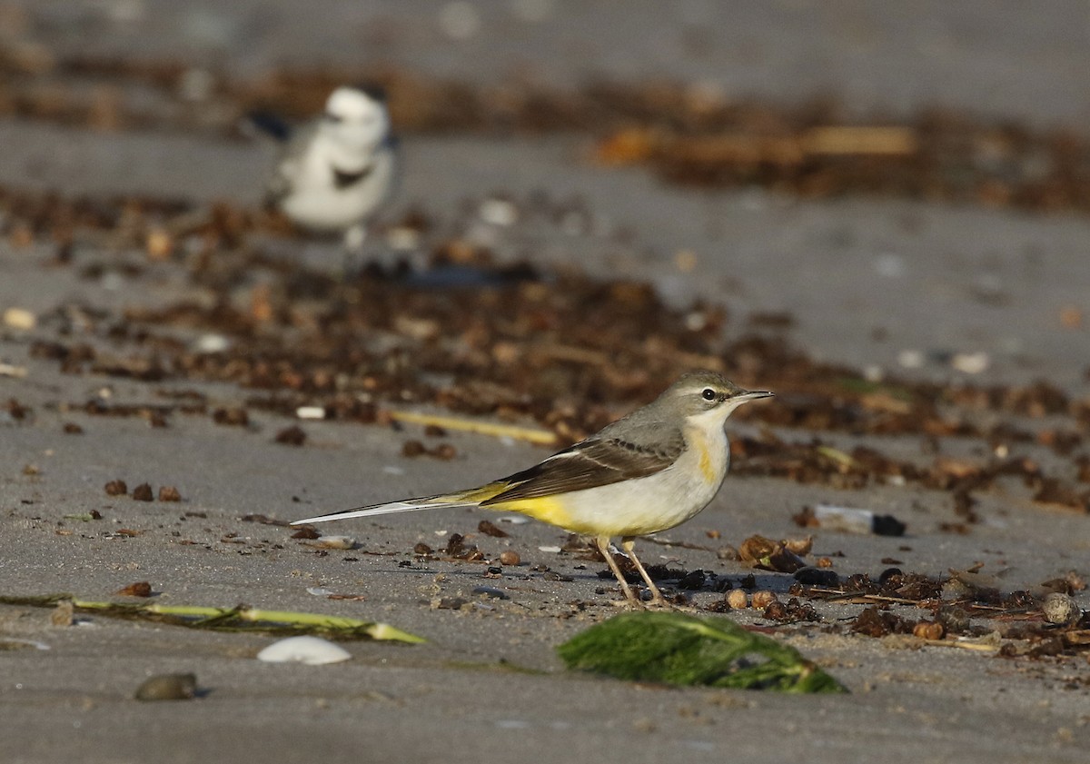 Gray Wagtail - ML628042306