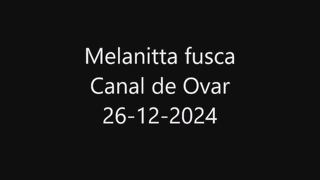 Macreuse brune - ML628042332