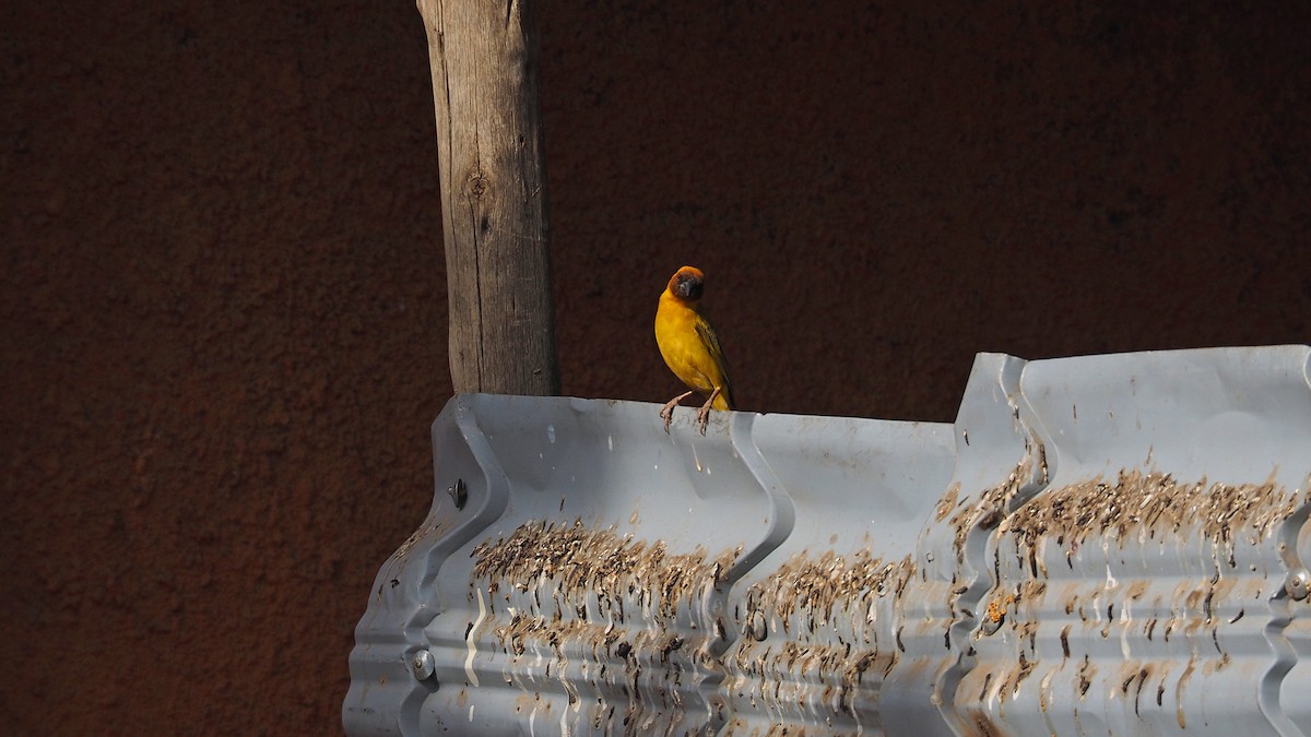 Rüppell's Weaver - ML628042425