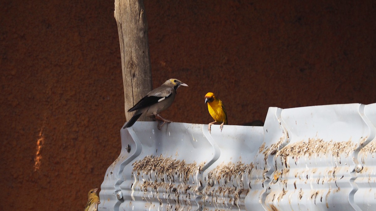 Wattled Starling - ML628042429