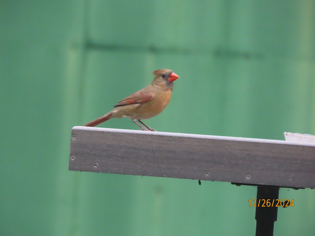 Northern Cardinal - ML628042432