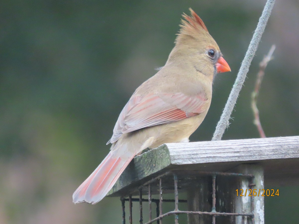 Northern Cardinal - ML628042433