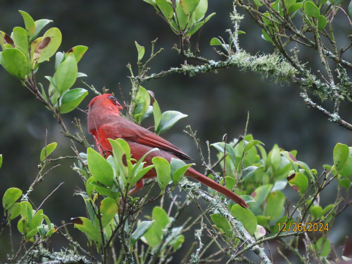 Northern Cardinal - ML628042434