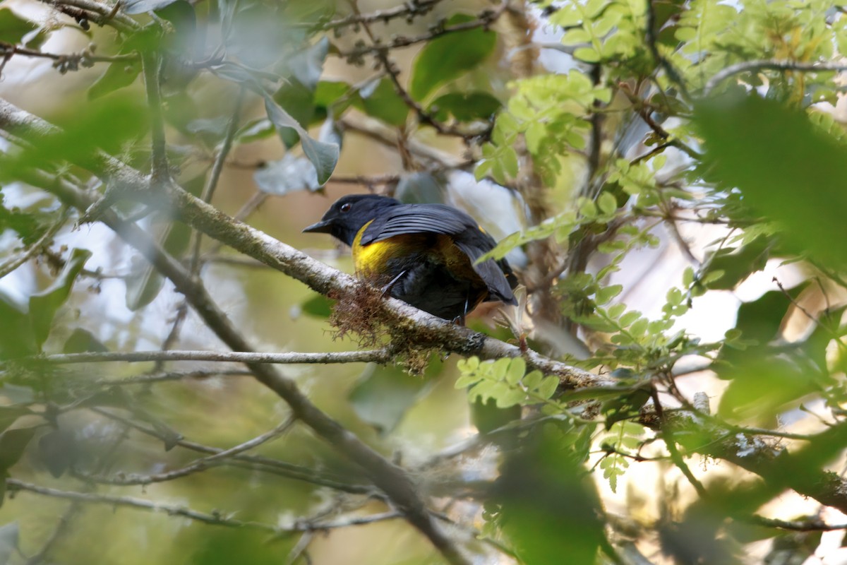 Black-and-yellow Silky-flycatcher - ML628042437