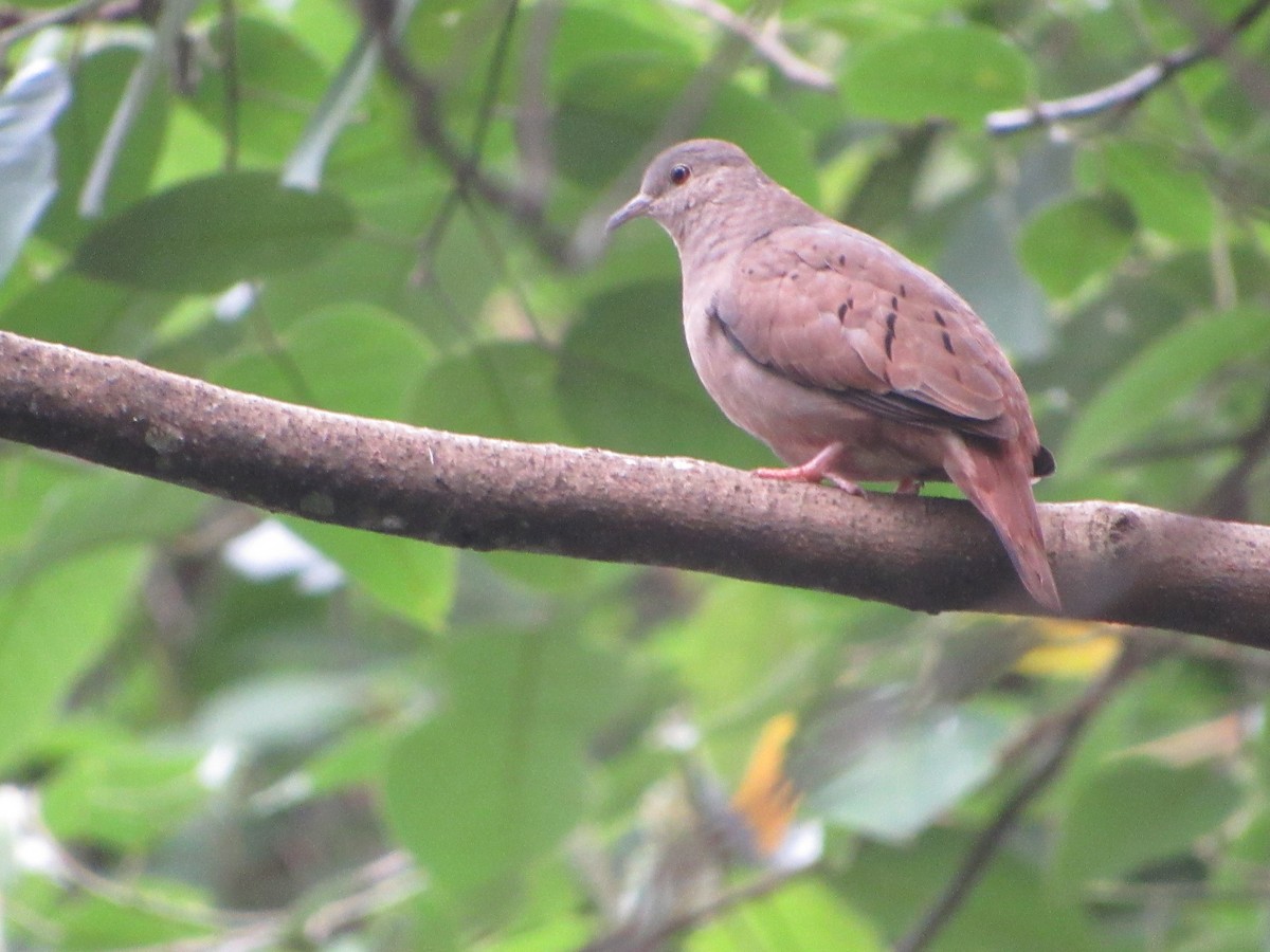 Ruddy Ground Dove - ML628042449