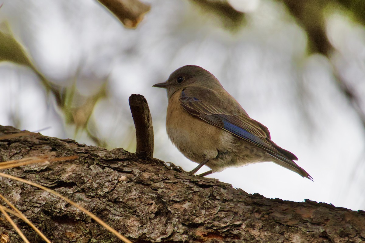 Western Bluebird - ML628042570