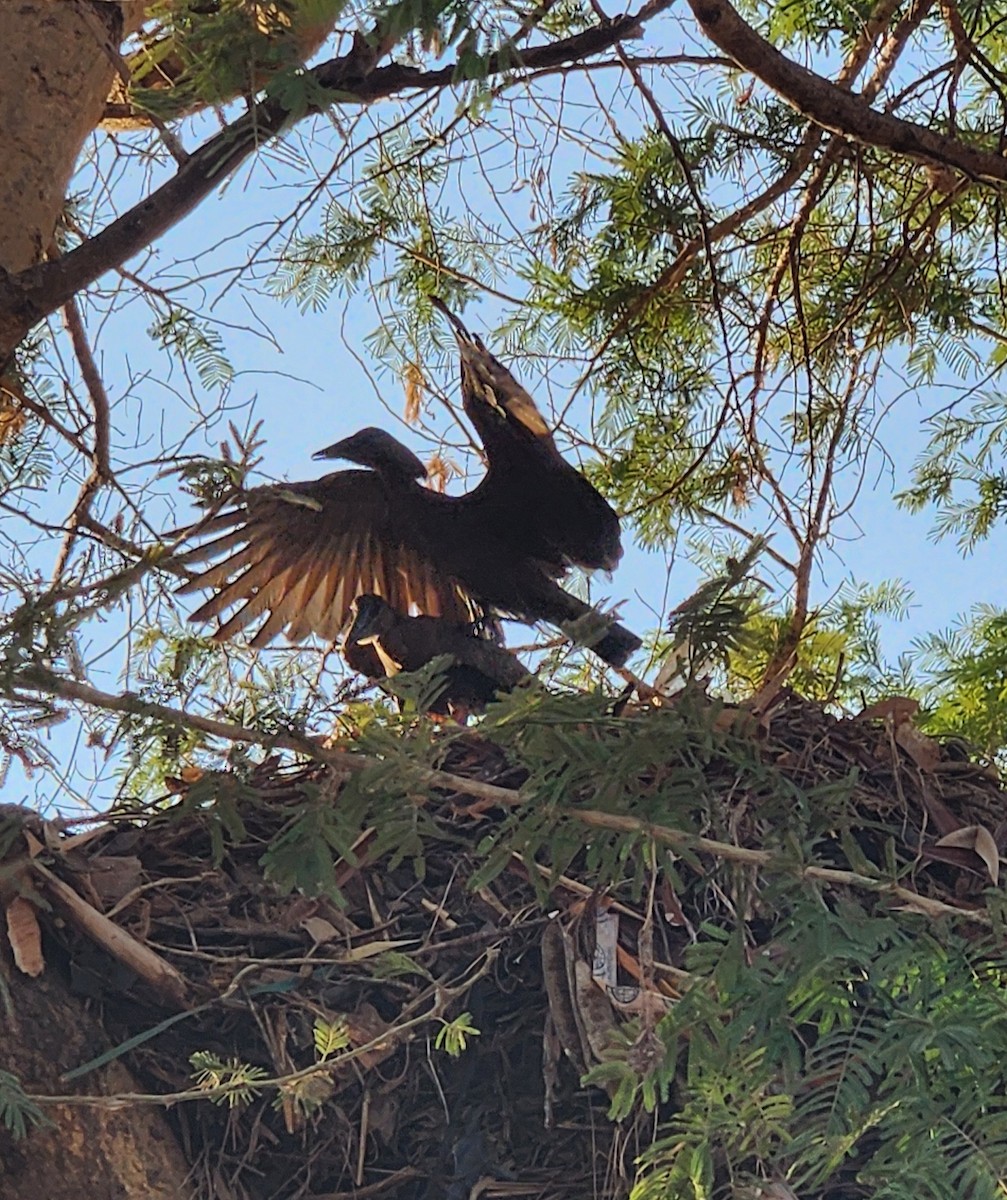 Hamerkop - ML628042603