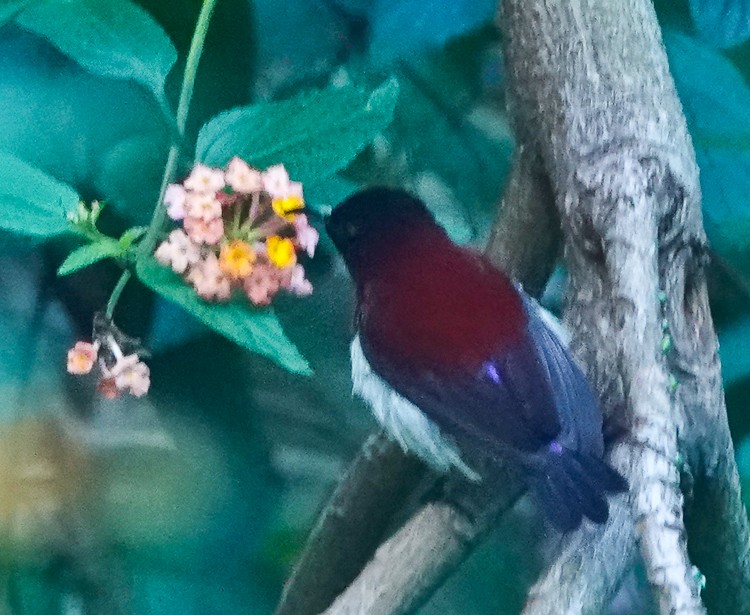 Crimson-backed Sunbird - ML628042650