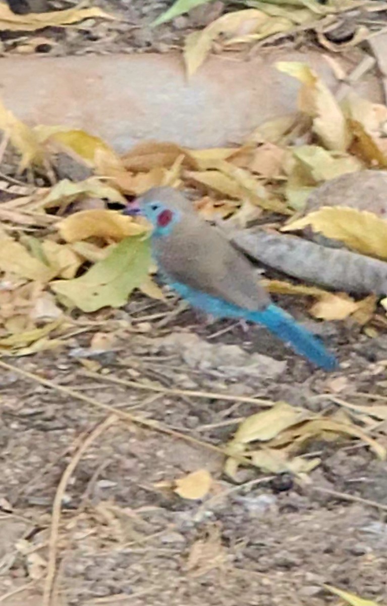 Red-cheeked Cordonbleu - ML628042669