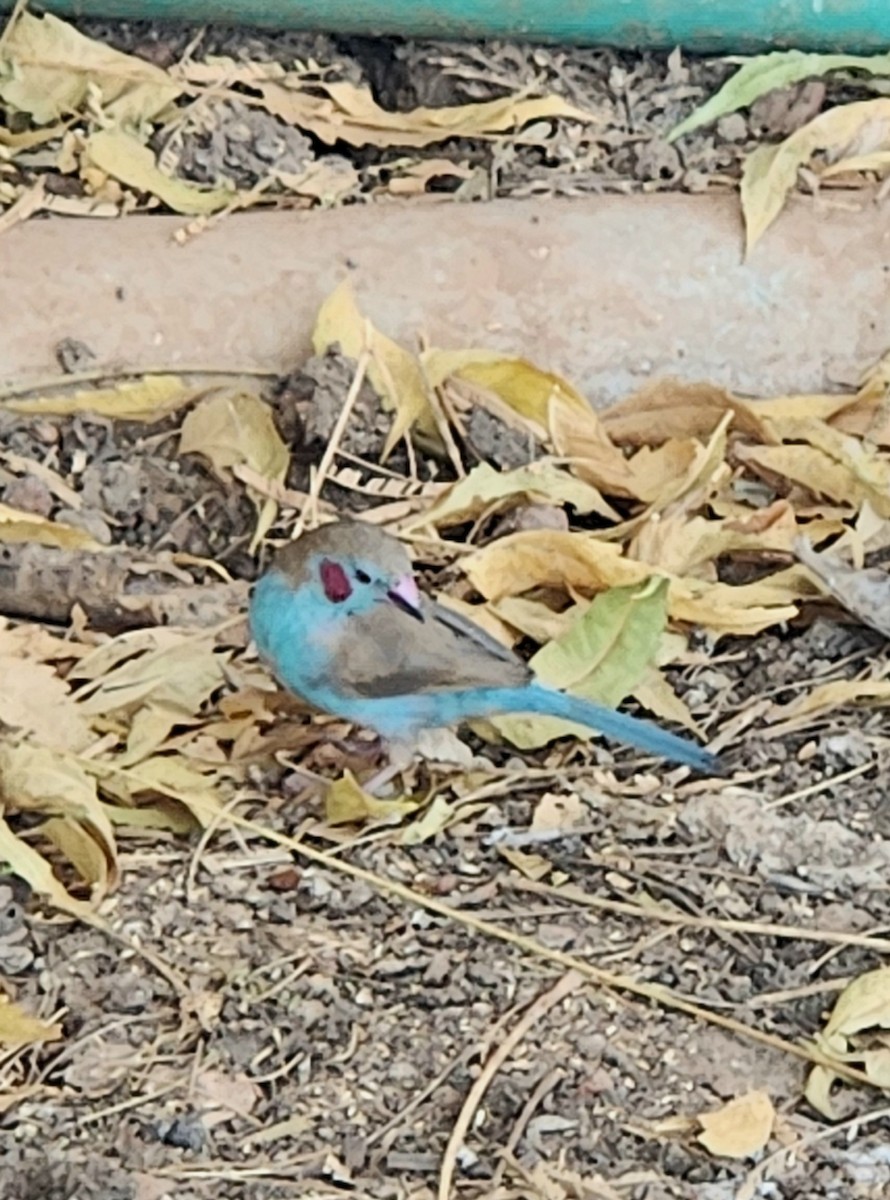 Red-cheeked Cordonbleu - ML628042670