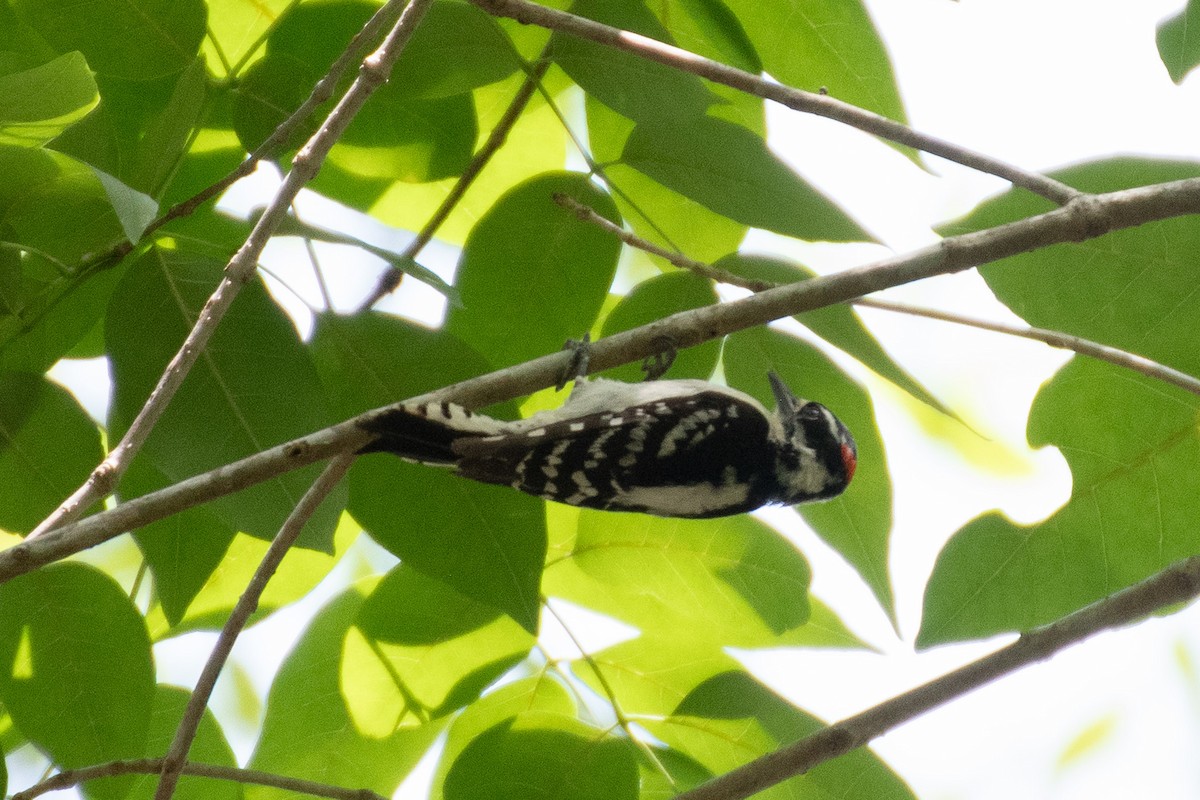 Downy Woodpecker - ML628042679