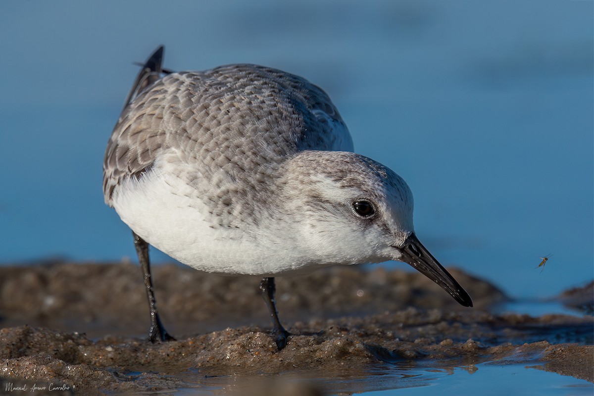 Sanderling - ML628042682