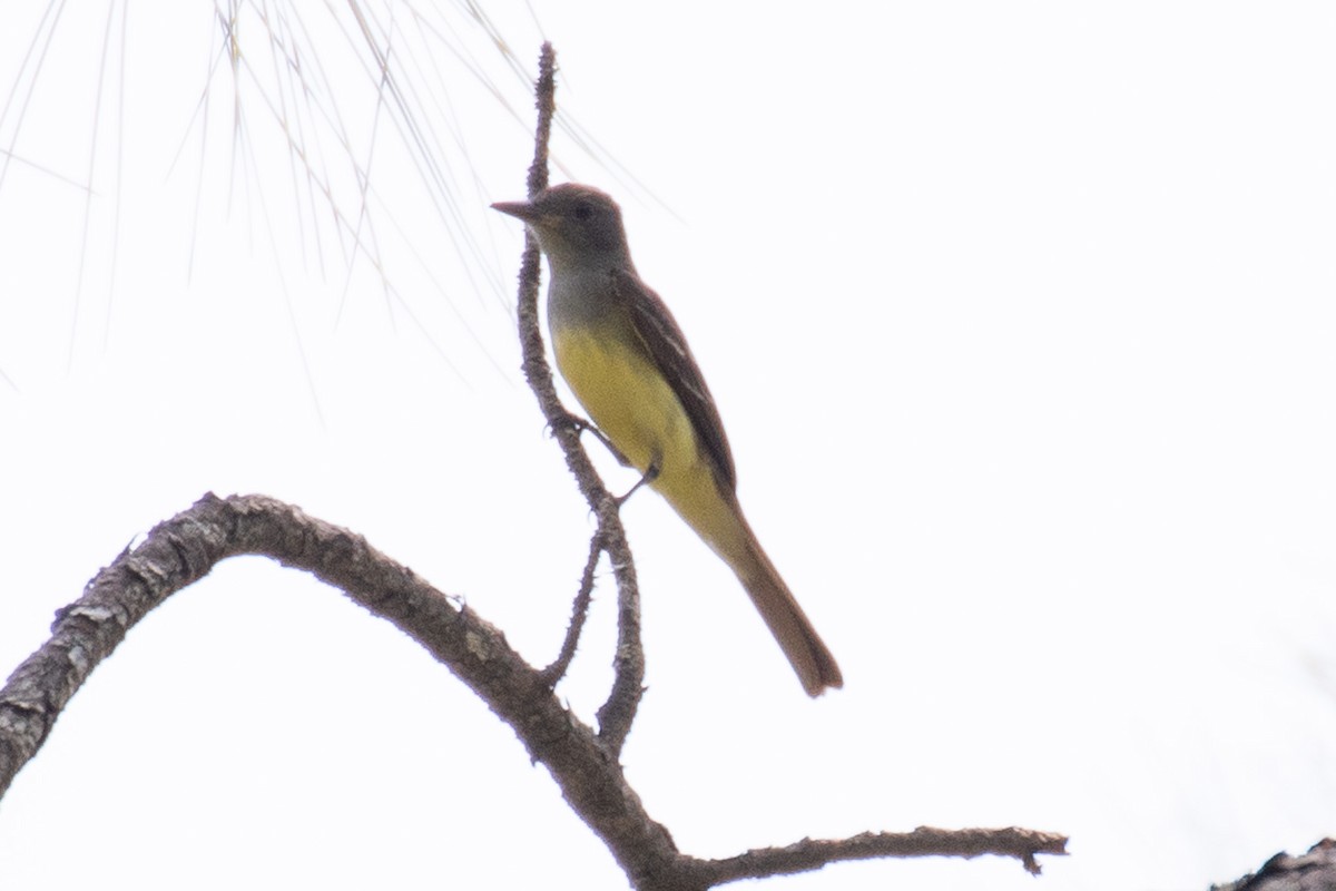 Great Crested Flycatcher - ML628042690