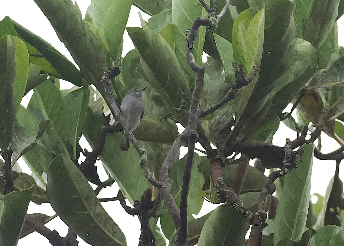 Rio Negro Gnatcatcher - ML628042695