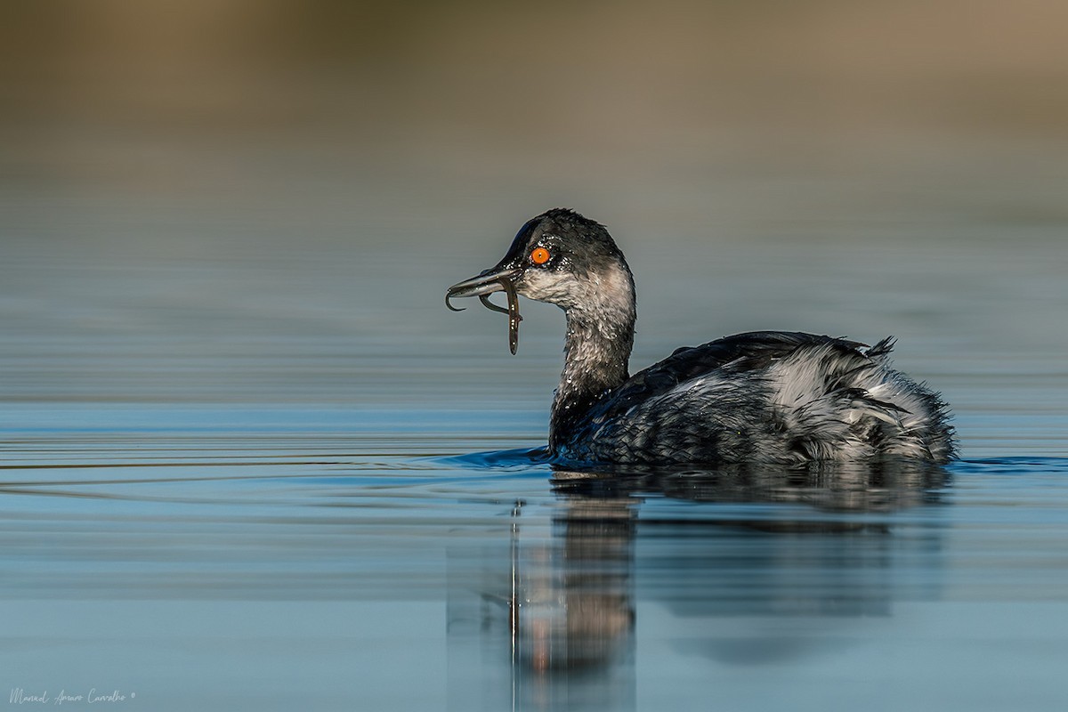 Eared Grebe - ML628042697