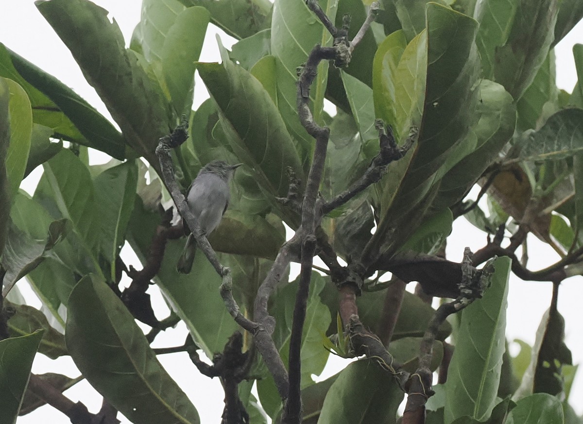 Rio Negro Gnatcatcher - ML628042703