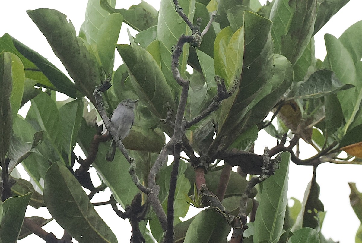 Rio Negro Gnatcatcher - ML628042706