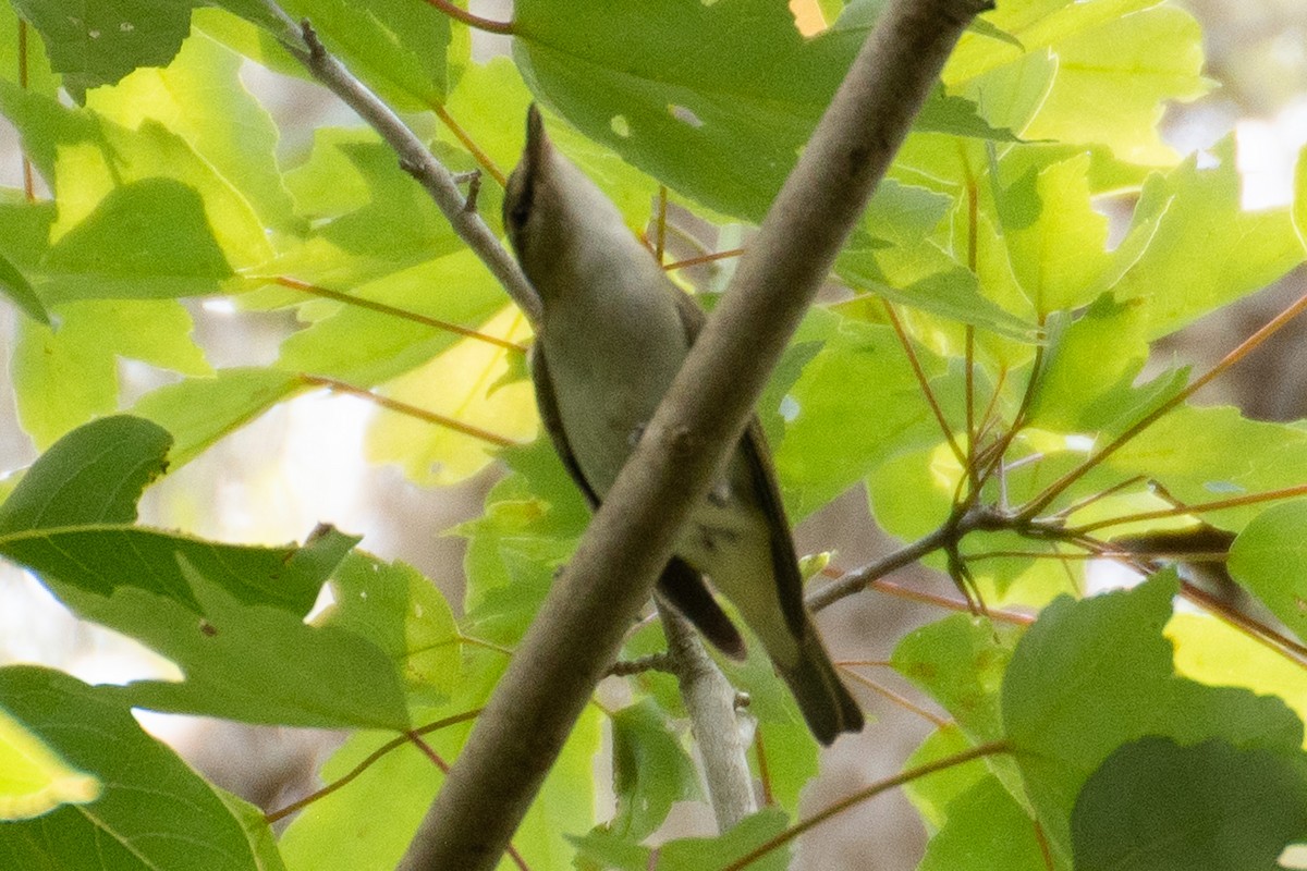 Red-eyed Vireo - ML628042709