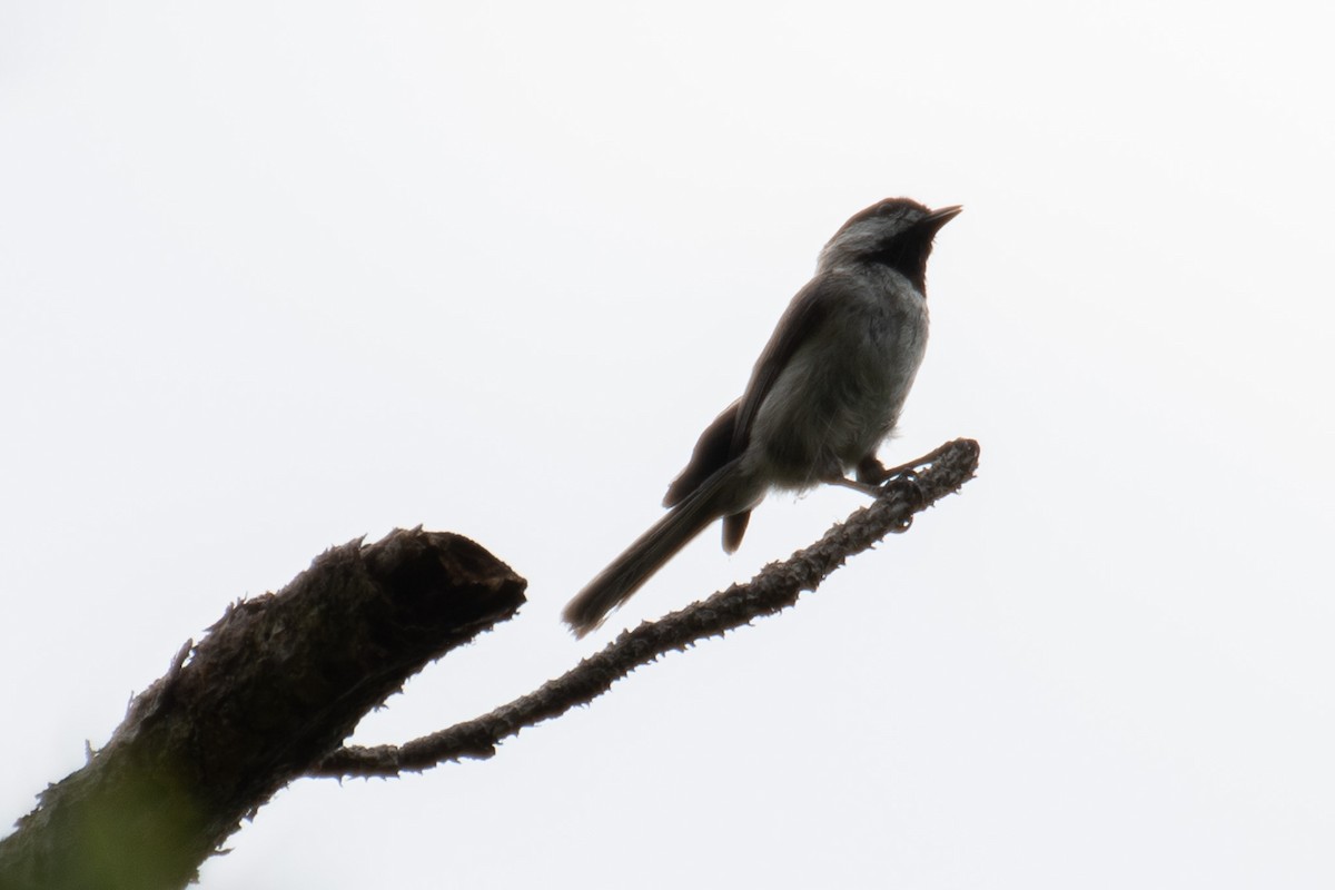 Carolina Chickadee - ML628042711