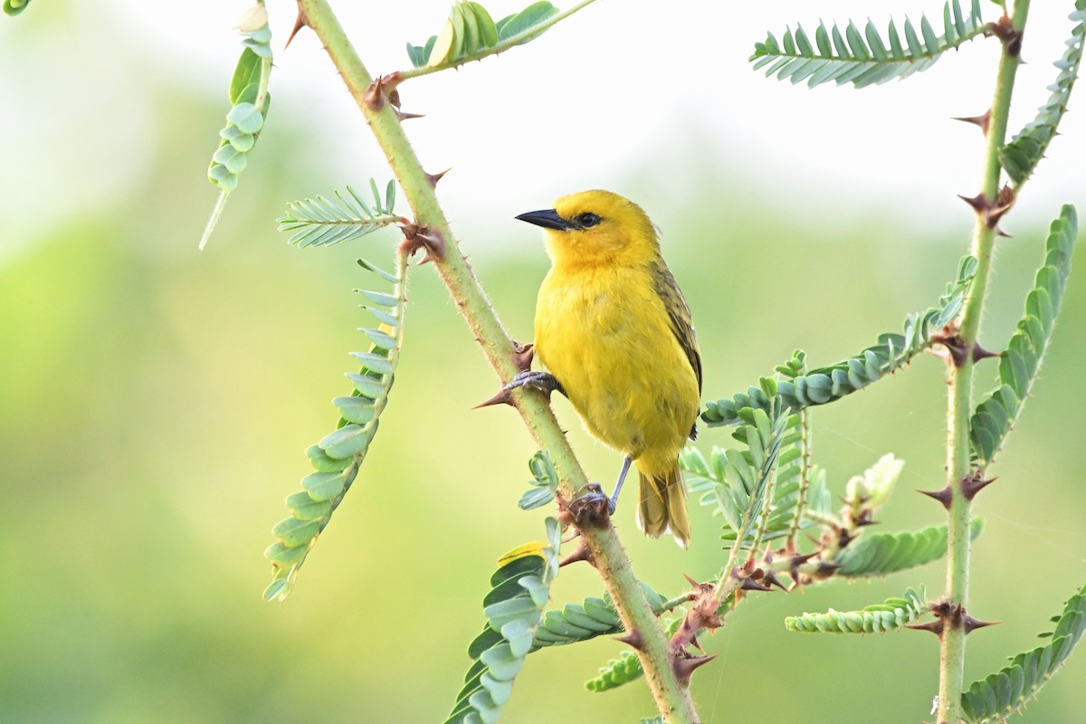 Slender-billed Weaver - ML628042712