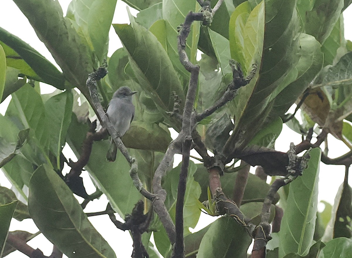 Rio Negro Gnatcatcher - ML628042713