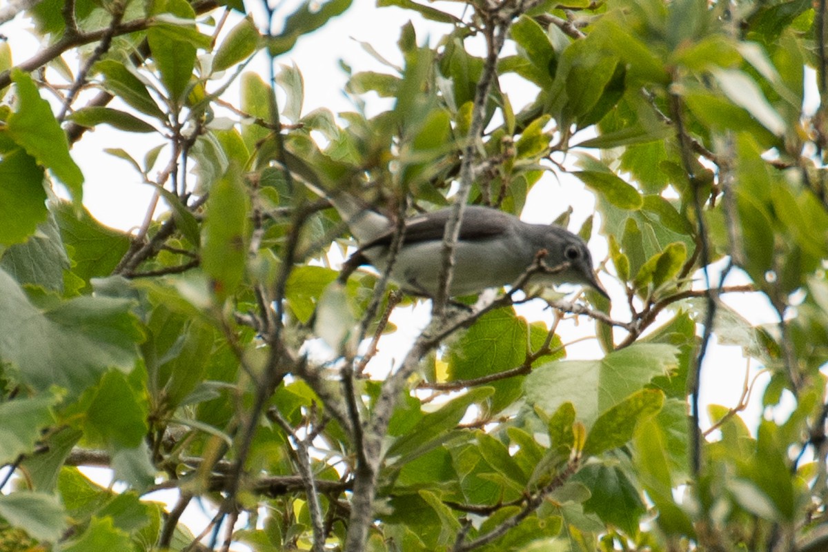 Blue-gray Gnatcatcher - ML628042719
